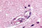 Apelin Receptor antibody, MBS244524, MyBioSource, Immunohistochemistry frozen image 