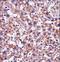 TAGLN2 antibody, LS-C161696, Lifespan Biosciences, Immunohistochemistry frozen image 