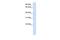 Ganglioside Induced Differentiation Associated Protein 1 Like 1 antibody, GTX45992, GeneTex, Western Blot image 