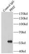 Phosphoribosyl Pyrophosphate Amidotransferase antibody, FNab06667, FineTest, Immunoprecipitation image 
