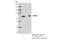 Signal Transducing Adaptor Molecule 2 antibody, 53674S, Cell Signaling Technology, Immunoprecipitation image 