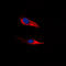 Adhesion G Protein-Coupled Receptor F5 antibody, abx121936, Abbexa, Western Blot image 