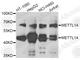 Methyltransferase Like 14 antibody, A8530, ABclonal Technology, Western Blot image 