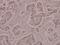 ATPase Na+/K+ Transporting Subunit Alpha 1 antibody, A00956S16, Boster Biological Technology, Immunohistochemistry paraffin image 