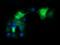 Cold Shock Domain Containing E1 antibody, orb69748, Biorbyt, Immunocytochemistry image 