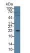 Amelogenin X-Linked antibody, LS-C292783, Lifespan Biosciences, Western Blot image 