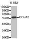 Cyclin A2 antibody, MBS126069, MyBioSource, Western Blot image 