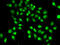 Heterogeneous Nuclear Ribonucleoprotein M antibody, 22-568, ProSci, Immunofluorescence image 