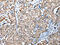 WD Repeat Domain 4 antibody, CSB-PA991415, Cusabio, Immunohistochemistry paraffin image 