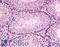 GLI Family Zinc Finger 2 antibody, LS-B75, Lifespan Biosciences, Immunohistochemistry frozen image 