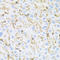 Insulin Receptor antibody, LS-C746718, Lifespan Biosciences, Immunohistochemistry frozen image 