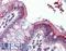 Bone Morphogenetic Protein 4 antibody, LS-B2842, Lifespan Biosciences, Immunohistochemistry frozen image 