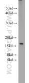 Tax1 Binding Protein 3 antibody, 11692-1-AP, Proteintech Group, Western Blot image 