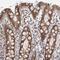 RasGEF Domain Family Member 1C antibody, NBP1-81964, Novus Biologicals, Immunohistochemistry frozen image 
