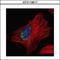 Myoneurin antibody, GTX116617, GeneTex, Immunofluorescence image 