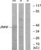 Mitogen-Activated Protein Kinase Kinase 4 antibody, LS-C118898, Lifespan Biosciences, Western Blot image 