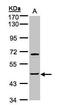 Sphingosine Kinase 1 antibody, PA5-28584, Invitrogen Antibodies, Western Blot image 