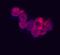 Phospholipase A And Acyltransferase 4 antibody, PA5-47815, Invitrogen Antibodies, Immunocytochemistry image 