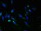 Ring Finger Protein 148 antibody, CSB-PA019844LA01HU, Cusabio, Immunofluorescence image 
