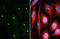 Tubulin Gamma 1 antibody, GTX629704, GeneTex, Immunofluorescence image 