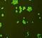 F-Box And WD Repeat Domain Containing 2 antibody, orb330283, Biorbyt, Immunofluorescence image 