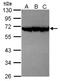 Proteasome 26S Subunit, Non-ATPase 12 antibody, NBP2-19986, Novus Biologicals, Western Blot image 