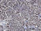 LIM domain-containing protein 1 antibody, LS-C133991, Lifespan Biosciences, Immunohistochemistry paraffin image 