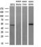 RuvB Like AAA ATPase 2 antibody, M02246, Boster Biological Technology, Western Blot image 