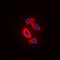 RAB31, Member RAS Oncogene Family antibody, LS-B13627, Lifespan Biosciences, Immunofluorescence image 