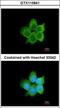 Calcyclin-binding protein antibody, GTX115841, GeneTex, Immunofluorescence image 