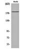 IQ Motif Containing GTPase Activating Protein 3 antibody, orb161484, Biorbyt, Western Blot image 