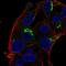 Secreted Phosphoprotein 1 antibody, HPA027541, Atlas Antibodies, Immunofluorescence image 