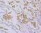 Dap12 antibody, A01996, Boster Biological Technology, Immunohistochemistry paraffin image 