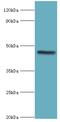 Egl-9 Family Hypoxia Inducible Factor 1 antibody, MBS1498575, MyBioSource, Western Blot image 