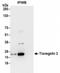 Transgelin 2 antibody, NBP2-36550, Novus Biologicals, Immunoprecipitation image 