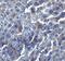 RING1 And YY1 Binding Protein antibody, GTX25976, GeneTex, Immunohistochemistry paraffin image 