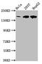 Leucine Rich Pentatricopeptide Repeat Containing antibody, CSB-PA013105LA01HU, Cusabio, Western Blot image 