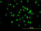 Upstream Binding Transcription Factor antibody, LS-B6166, Lifespan Biosciences, Immunofluorescence image 