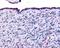 Thyroid Hormone Receptor Alpha antibody, 48-286, ProSci, Immunohistochemistry paraffin image 