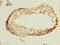 DBF4 Zinc Finger B antibody, CSB-PA822784LA01HU, Cusabio, Immunohistochemistry frozen image 