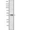 CD2 Molecule antibody, abx149059, Abbexa, Western Blot image 