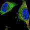 Farnesyltransferase, CAAX Box, Alpha antibody, NBP1-83428, Novus Biologicals, Immunocytochemistry image 