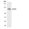 Frizzled Class Receptor 9 antibody, LS-C291972, Lifespan Biosciences, Western Blot image 