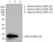 C-X-C Motif Chemokine Ligand 12 antibody, 688802, BioLegend, Western Blot image 