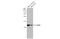 Cytochrome C Oxidase Subunit 5A antibody, GTX101487, GeneTex, Western Blot image 