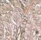 Microtubule Associated Protein 1 Light Chain 3 Beta antibody, LS-C165705, Lifespan Biosciences, Immunohistochemistry paraffin image 