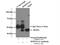 Serpin Family A Member 3 antibody, 12192-1-AP, Proteintech Group, Immunoprecipitation image 