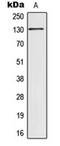 Paired amphipathic helix protein Sin3b antibody, orb224085, Biorbyt, Western Blot image 