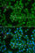 Mitogen-Activated Protein Kinase Kinase Kinase Kinase 3 antibody, A7351, ABclonal Technology, Immunofluorescence image 