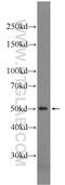 Septin 14 antibody, 24590-1-AP, Proteintech Group, Western Blot image 